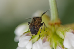 Heterocapillus tigripes