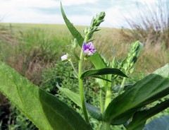 Veronica anagallis-aquatica