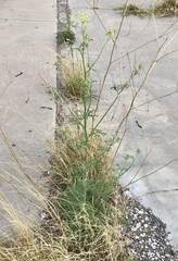 Hymenothrix wislizeni