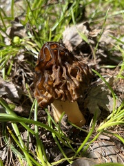 Morchella populiphila