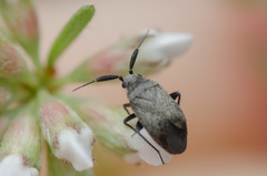 Heterocapillus tigripes