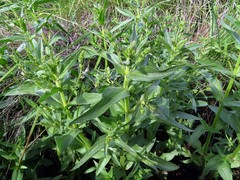 Veronica anagallis-aquatica