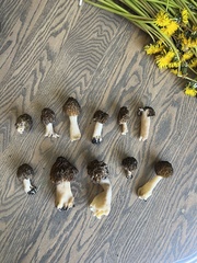 Morchella populiphila