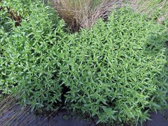 Veronica anagallis-aquatica