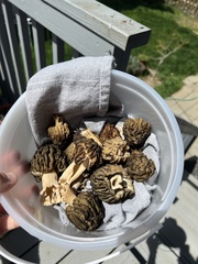 Morchella populiphila