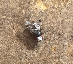Sphenometopa fastuosa