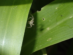Oxyopes kraepelinorum