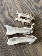 Morchella populiphila