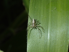 Oxyopes kraepelinorum