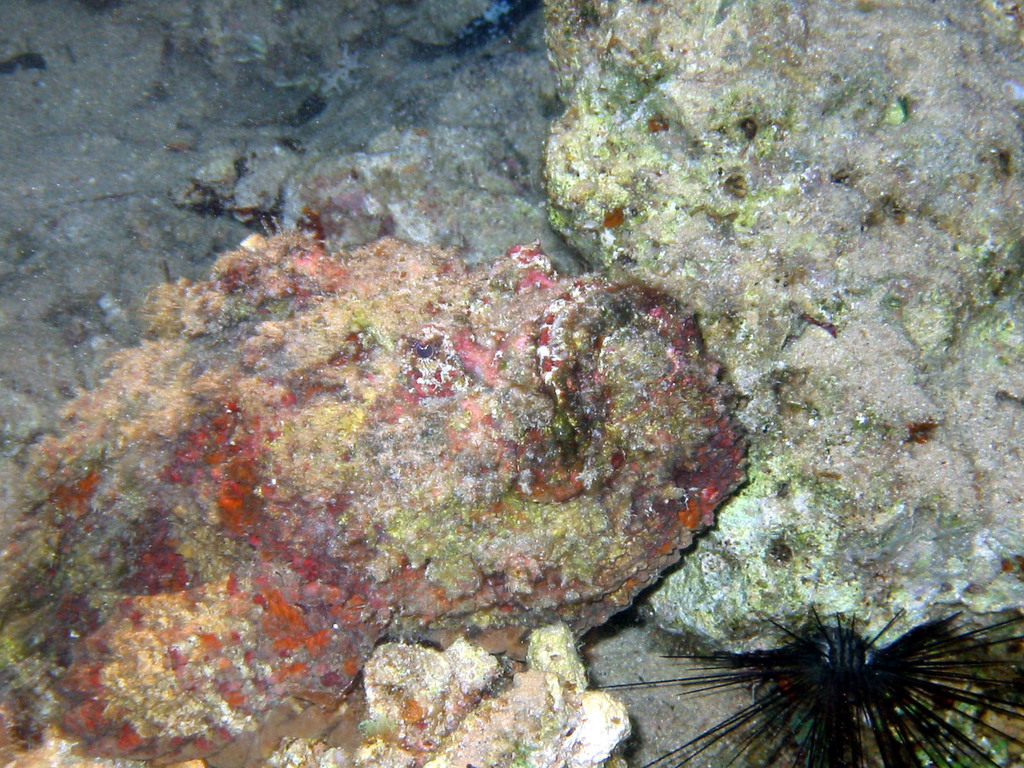 Dwarf Scorpionfish