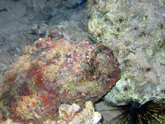 Dwarf Scorpionfish photo 1