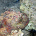 Red Sea Stonefish - Photo Photo2222, no known copyright restrictions (public domain)
