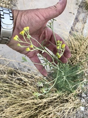 Hymenothrix wislizeni