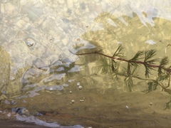 Myriophyllum sibiricum