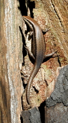 Notomabuya frenata