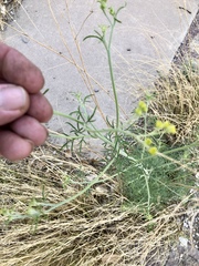 Hymenothrix wislizeni