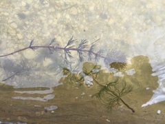 Myriophyllum sibiricum