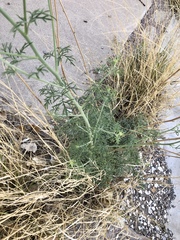 Hymenothrix wislizeni