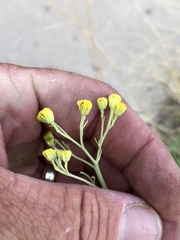 Hymenothrix wislizeni