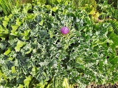 Silybum marianum