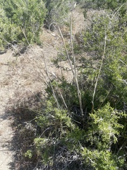 Thinopyrum elongatum