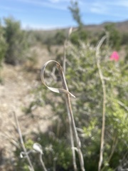 Thinopyrum elongatum