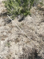 Thinopyrum elongatum