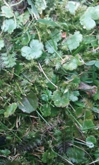 Hydrocotyle microphylla