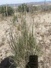 Thinopyrum elongatum