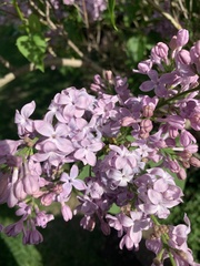 Syringa
