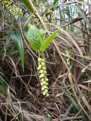 Stachyurus himalaicus