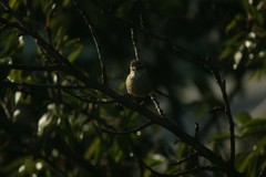 Leptasthenura aegithaloides