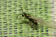Miscogastrinae