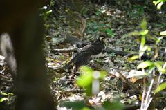 Dromococcyx phasianellus