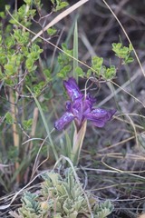 Iris tigridia