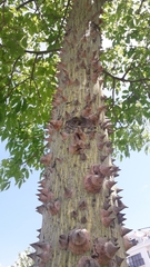 Ceiba speciosa