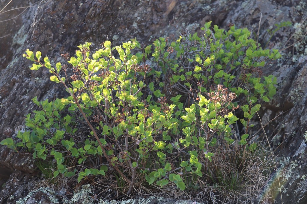 Spiraea trilobata, Шебалинский р-н, Респ. Алтай, Россия