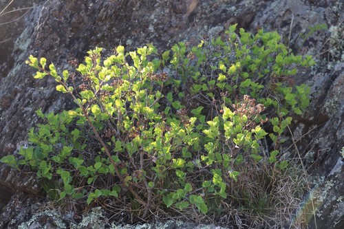 Asian meadowsweet (Spiraea trilobata)