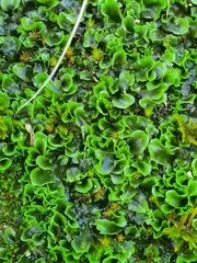 Pelliaceae