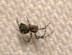 Pocobletus