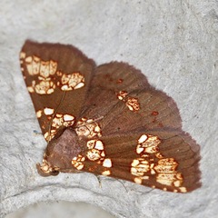 Saroba pustulifera