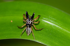 Antillattus cambridgei