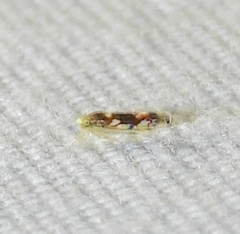 Erythroneura elegans