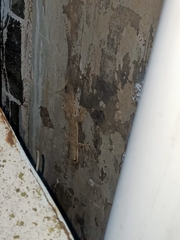 Hemidactylus platyurus