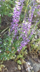 Anarrhinum