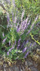 Anarrhinum