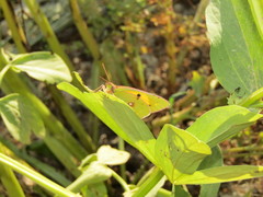 Colias croceus