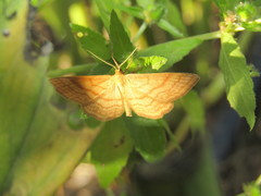 Idaea ochrata