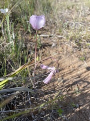 Calochortus umbellatus