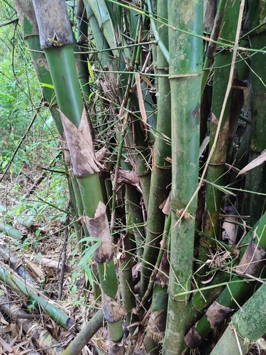 common bamboo